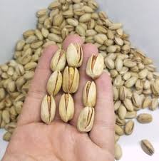 تصویر 2 از پسته اکبری تازه با استانداردهای جهانی